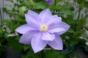 N}`X 'ÌiȂЂjf@nF炫֌n@12cm|bg