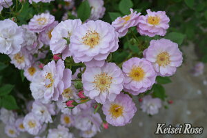 トゥインクル・ブローチ(大苗予約)7号鉢植え バラ苗 四季咲き つるバラ メイアン 《農林水産省 登録品種》