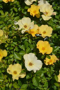 風姿花伝 山吹(大苗予約)7号鉢植え バラ苗 ロサ・オリエンティス プログレッシオシリーズ 《種苗登録出願中》