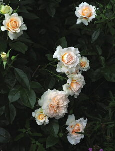 ナディーヌ・エクセラリッシ(大苗予約)7号鉢植え 四季咲き ドミニク・マサド バラ苗 《契約品種》