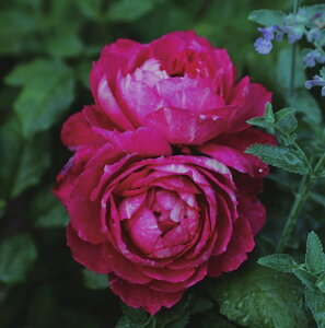 クレディ・ミュチュエル(大苗予約)7号鉢植え 四季咲き ドミニク・マサド バラ苗 《契約品種》