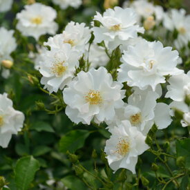 マリーアン・ドゥ・ラマルティーヌ（大苗予約）7号鉢植え　四季咲き　白花　ドリュ　Dorieux バラ苗　《農林水産省　登録品種》