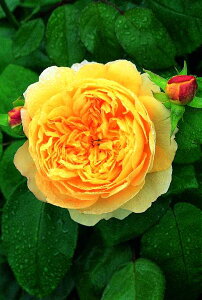 チャールズ・ダーウィン (Auspeet)(大苗)7号鉢植え イングリッシュローズ(デビッド・オースチンローズ) バラ苗 《農林水産省 登録品種》