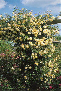 [@EqY (Auscanary)ic\j7A CObV[YifrbhEI[X`[Yj o oc s_ѐY o^it