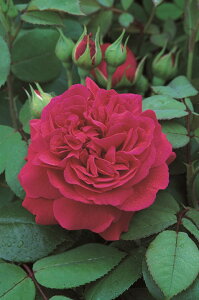 eXEIuEUE_[o[BY(Ausmove)icj7A CObV[YifrbhEI[X`[Yj o oc s_ѐY o^it