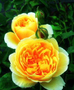 OnEg[}Xic\j7A CObV[YifrbhEI[X`[Yj o oc s_ѐY o^it a