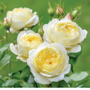 ヴァネッサ・ベル(Auseasel)(大苗予約) 7号鉢植え イングリッシュローズ(デビッド・オースチンローズ) バラ苗 《農林水産省 登録品種》