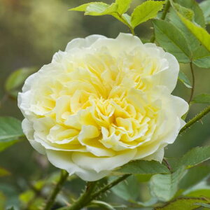 UEJg[Ep[\iAusclergyjicj 7A CObV[YifrbhEI[X`[Yj oc s_ѐY o^it