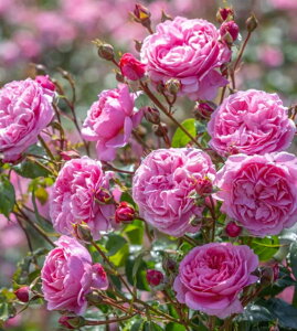 ylsEC[iAusb18a15jic\j7A CObV[YifrbhEI[X`[Yj oc s_ѐY io^o\t