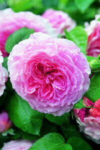 WF[YEMEFC (Auscrystal)icj7A CObV[YifrbhEI[X`[Yj o oc s_ѐY o^it