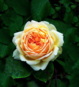 W[hEfBEIuXLA (Ausjo)ic\j7A CObV[YifrbhEI[X`[Yj oc s_ѐY o^it