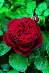 L.D.uXEGCgic\j7A CObV[YifrbhEI[X`[Yj oc s_ѐY o^it