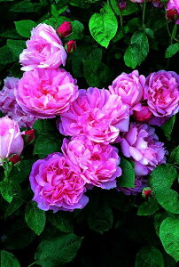 A[[Yic\j7A CObV[YifrbhEI[X`[Yj oc s_ѐY o^it