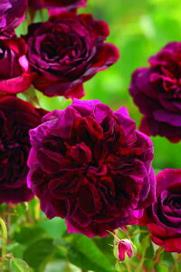 ムンステッド・ウッド(Ausbernard)(大苗予約)7号鉢植え イングリッシュローズ(デビッド・オースチンローズ) バラ苗 《農林水産省 登録品種》