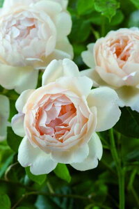 �E�H���g���E�I�[���h�E�z�[���iAusblanket�j�i��c�\��j 7�����A�� �C���O���b�V�����[�Y�i�f�r�b�h�E�I�[�X�`�����[�Y�j �o���c �s�_�ѐ��Y�� �o�^�i��t