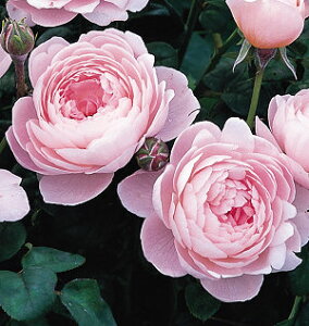 NC[EIuEXEF[fic\j7A CObV[YifrbhEI[X`[Yj oc s_ѐY o^it