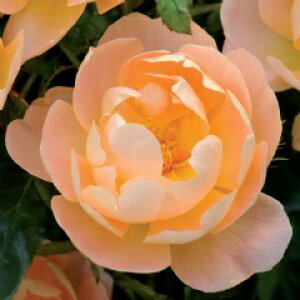 ザ・ラーク・アセンディング(Ausursula)(大苗)7号鉢植え イングリッシュローズ(デビッド・オースチンローズ) バラ苗 《農林水産省 登録品種》