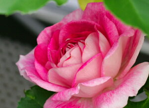 uAgsNEACXo[OiVcj7A lG炫֖[炫nito_[YjXv[炫 oc