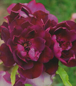 o[KfBEACXo[Oic\j7A lG炫֖[炫nito_[YjXv[炫 oc