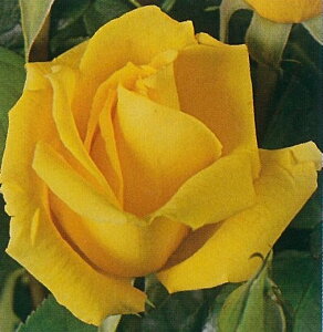 S[h[tic\j7A lG炫֖[炫nito_[YjXv[炫 oc