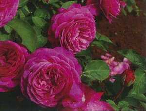 ハイディ・クルム・ローズ(大苗)7号鉢植え 四季咲き中輪房咲き系(フロリバンダローズ)スプレー咲き バラ苗 《農林水産省 登録品種》