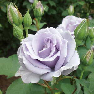 IfB[iic\j7A lG炫֖[炫nito_[Yj oc s_it