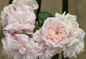 ロザリー・ラ・モリエール(大苗予約) 7号鉢植え 四季咲き中輪房咲き系(フロリバンダローズ)スプレー咲き バラ苗 《農林水産省 登録品種》