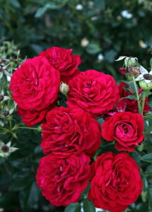 fB[vE{h[ic\j7A lG炫֖[炫nito_[YjXv[炫 oc s_ѐY o^it ԉ