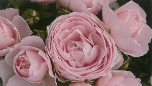 ハンス・ゲーネバイン(大苗予約)7号鉢植え 四季咲き中輪房咲き系(フロリバンダローズ) バラ苗 《農林水産省 登録品種》