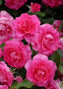 ローズうらら(大苗予約)7号鉢植え 四季咲き中輪房咲き系(フロリバンダローズ)スプレー咲き バラ苗 《農林水産省 登録品種》
