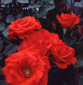 楽天市場 バラ チンチンの通販