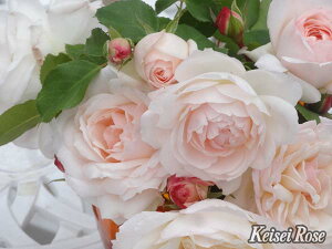 Xet@j[EObexNic\j7A lG炫֖[炫nito_[YjXv[炫 oc s_ѐY o^it