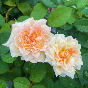 七夜月(ななよづき)(大苗予約)7号鉢植え 四季咲き バラ苗 《契約品種》