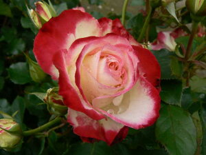 ジュビレ・デュ・プリンス・ドゥ・モナコ(新苗)7号鉢植え 四季咲き中輪房咲き系(フロリバンダローズ)スプレー咲き バラ苗