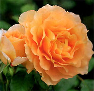 tiVcj7A lG炫֖[炫nito_[YjXv[炫 oc