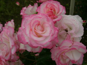 ニコル(大苗予約)7号鉢植え 四季咲き中輪房咲き系(フロリバンダローズ)スプレー咲き バラ苗