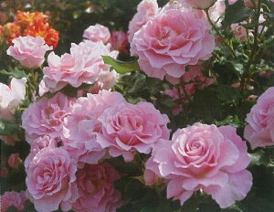 ピンク・フレンチレース(大苗) 7号鉢植え 四季咲き中輪房咲き系(フロリバンダローズ)スプレー咲き バラ苗