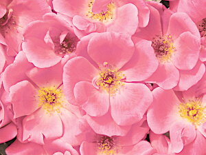 ピンク・ノック・アウト(大苗予約)7号鉢植え 四季咲き中輪房咲き系(フロリバンダローズ)スプレー咲き バラ苗 《農林水産省 登録品種》