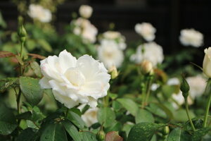 プリンセス・オブ・ウェールズ(大苗予約)7号鉢植え バラ苗 四季咲き 中輪