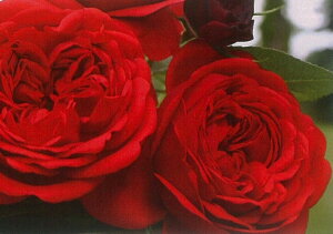 ジークフリート(大苗予約)7号鉢植え 四季咲き中輪房咲き系(フロリバンダローズ)スプレー咲き バラ苗 《農林水産省 登録品種》