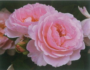 生花 ローズ 鉢植えの人気商品 通販 価格比較 価格 Com