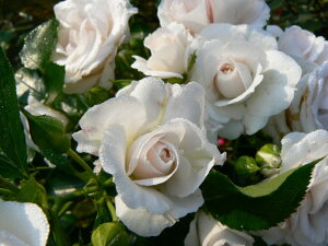 アスピリン・ローズ（大苗）7号鉢植え　修景バラ　シュラブローズ　白　バラ苗