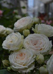 NXic\j7A Vu[Y oc s_ѐY o^it