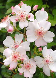 ピンク・サクリーナ（大苗予約）7号鉢植え　修景バラ　シュラブローズ　バラ苗　《農林水産省　登録品種》