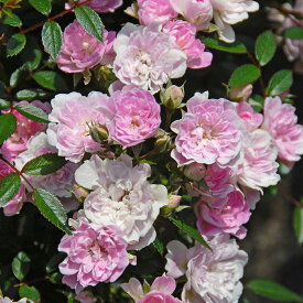 ウベコマチ（大苗予約）7号鉢植え　つるバラ　バラ苗