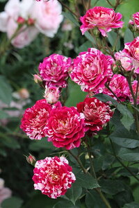 xEfXsk[Yic\j7A Ԃ炫 M[ЁEtX GUILLOT oc s_it