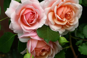 GUxXEX`[gic\j7A lG炫 M[ЁEtX GUILLOT oc s_it