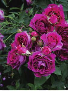 モン・プレジール(大苗予約)7号鉢植え 四季咲き ギヨー社・フランス GUILLOT バラ苗 《契約品種》