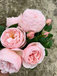 ギヨーNo.1(ラ・プレミエール)(大苗予約)7号鉢植え バラ苗 返り咲き ギヨー社・フランス GUILLOT 《契約品種》