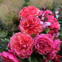 楽天市場 バラ苗 フランスのバラ French Roses ギヨー社 フランス Guillot 大神ファーム